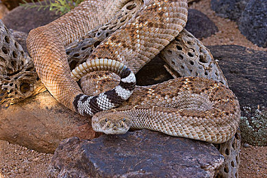 亚利桑那州响尾蛇图片