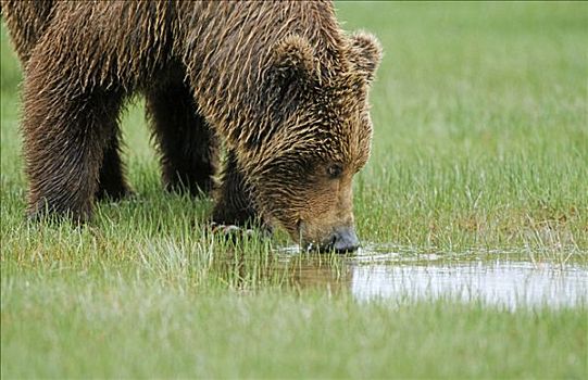 棕熊,喝,阿拉斯加