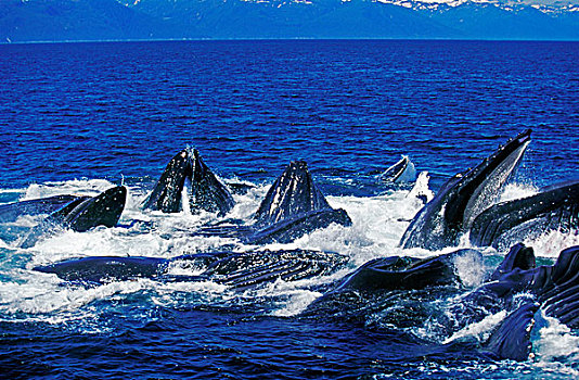 驼背,鲸,大翅鲸属,鲸鱼,多,圆,抓住,磷虾,表面,阿拉斯加