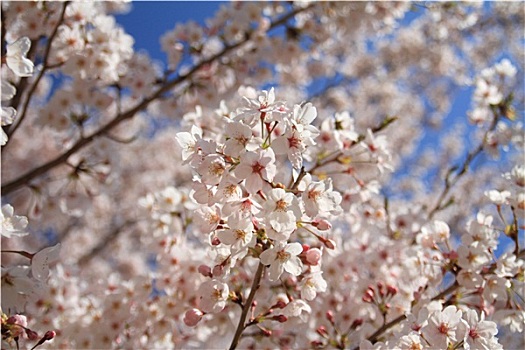 排,樱花,树,静冈,日本