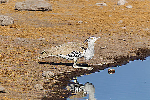 灰颈鹭鸨,喝,水坑,埃托沙国家公园,纳米比亚,非洲