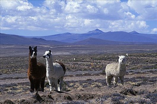 羊驼,家养,美洲驼,高原,阿雷基帕,柯卡谷