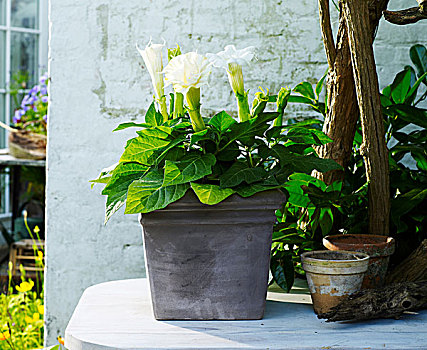 白色,马蹄莲,园艺植物,容器