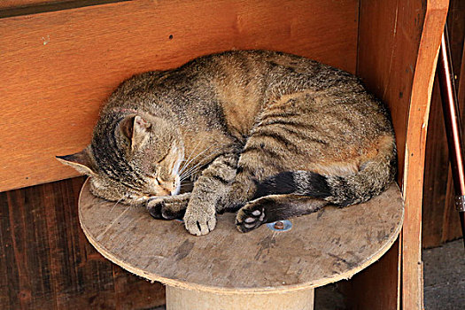 猫咪睡觉的猫乌镇的休闲时光喵星人动物猫