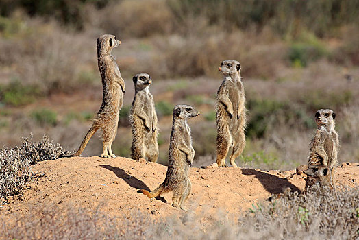猫鼬,细尾獴属,成年,群,站立,警惕,奥茨胡恩,西海角,南非,非洲