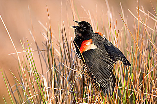 红翅黑鹂,唱,展示,湿地