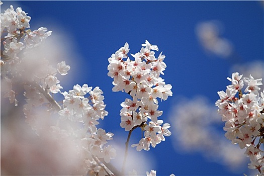 排,樱花,树,静冈,日本