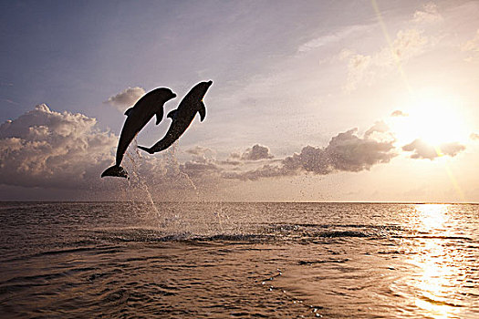 宽吻海豚,跳跃,海洋,日落