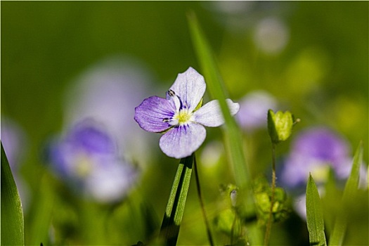 微距,紫色,女士,罩衣,草甸碎米荠,春天,草地