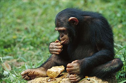 黑猩猩,类人猿,工具,裂缝,加蓬