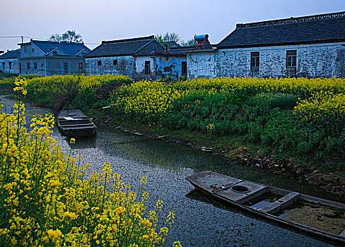 江苏,兴化,水乡,乡村,早晨,油菜花,春天