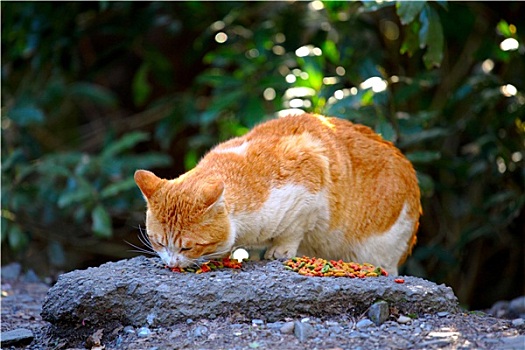 街道,猫,吃,食物,岩石上