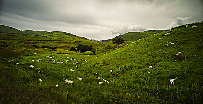 绵羊,放牧,山坡,草地,风景,灰色天空