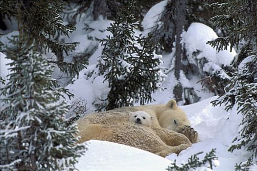 北极熊,母亲,幼兽,搂抱,一起,树林,丘吉尔市,加拿大