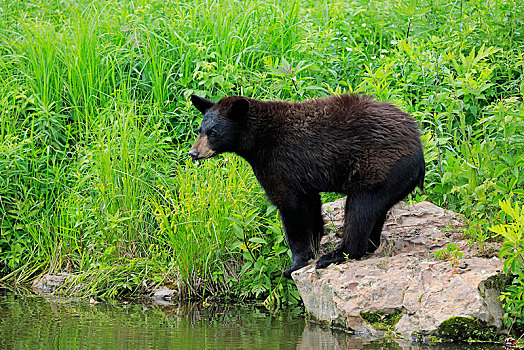 美洲黑熊,小动物,站立,石头,水,松树,明尼苏达,美国,北美