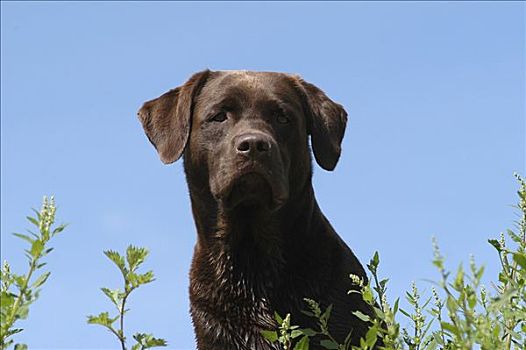 肖像,褐色,拉布拉多,狗,猎犬,母狗