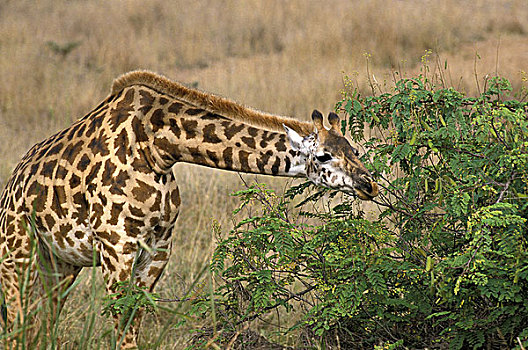 马赛长颈鹿,成年,吃,叶子,马赛马拉,公园,肯尼亚
