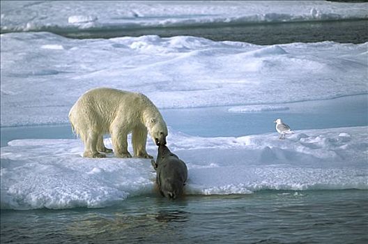 北极熊,拉拽,海豹,捕食,冰,海鸥,站立,等待,剩菜,斯匹次卑尔根岛,斯瓦尔巴特群岛,挪威