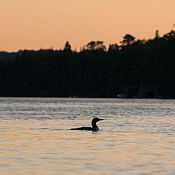 潜鸟,湖,日落,木头,安大略省,加拿大