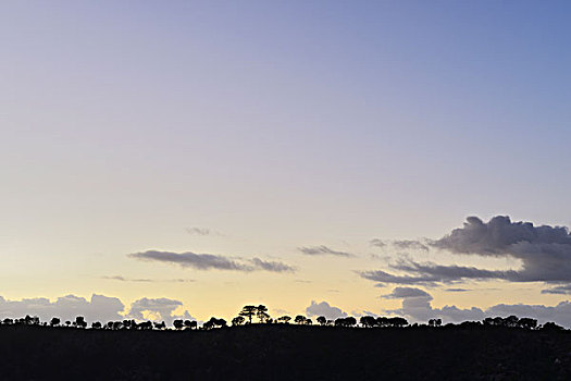 乡村,黎明,蓝湖,南澳大利亚州,澳大利亚