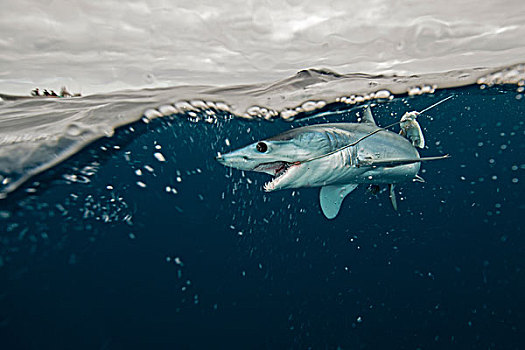 水下视角,幼兽,鲨鱼,奋力,鱼线,太平洋,下加利福尼亚州,墨西哥