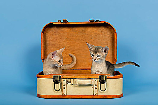 两个,小猫,9星期大,彩色,手提箱