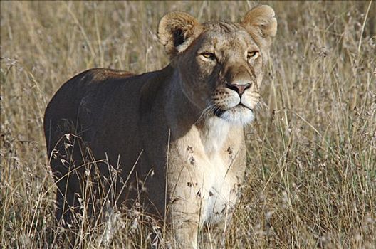 雌狮,狮子,马赛马拉,肯尼亚,非洲