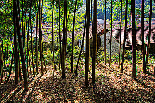 竹林,山村