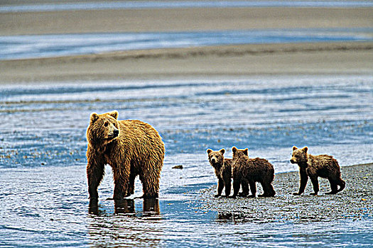 大灰熊,棕熊,妈妈,幼兽,大熊雨林,不列颠哥伦比亚省,加拿大