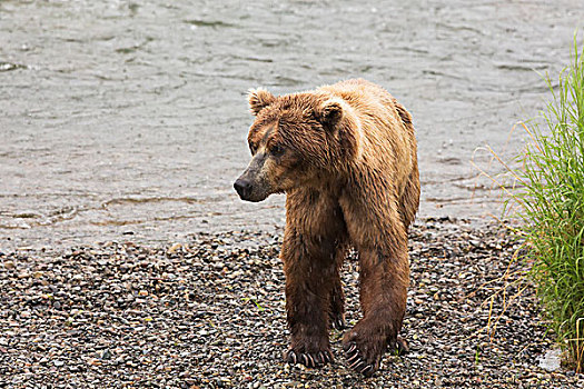 大灰熊,棕熊,捕鱼,红大马哈鱼,溪流,秋天,卡特麦国家公园,保存,西南方,阿拉斯加,美国
