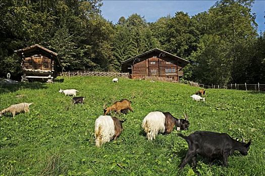山羊,农舍,露天博物馆,瑞士,欧洲