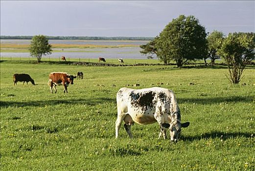 牛,放牧,瑞典