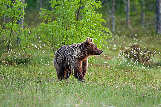 棕熊,芬兰,针叶林带,北方,卡瑞里亚,欧洲