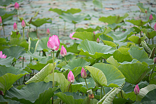 荷花池