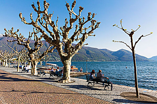 公园长椅,水边,散步场所,悬铃木,马焦雷湖,阿斯科纳,提契诺河,瑞士,阿尔卑斯山