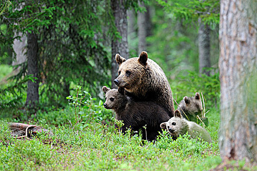 褐色,熊,幼兽,北方,松柏科,树林,卡瑞里亚,东方,芬兰,欧洲
