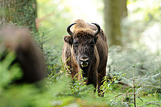 欧洲野牛,北美野牛野牛属,在森林,巴伐利亚,德国