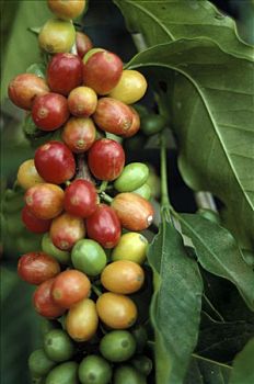 咖啡豆,植物