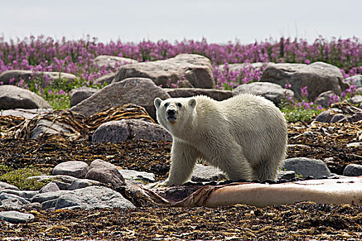 北极熊,畜体,白鲸,哈得逊湾,加拿大