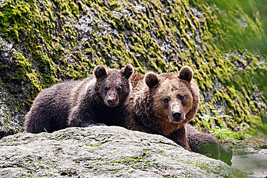 棕熊,母熊,幼兽,巴伐利亚森林国家公园,巴伐利亚,德国,欧洲