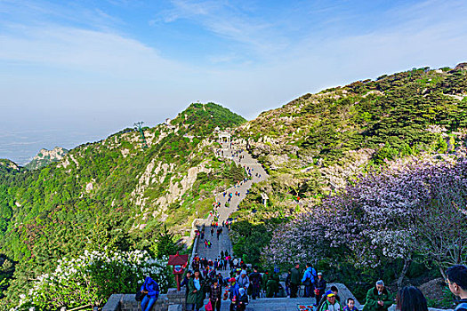 泰山海棠花