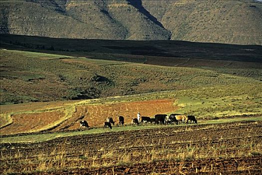牧羊人,牛,山峦,莱索托,非洲