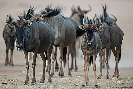 蓝角马,卡拉哈迪,国家公园,北方省,南非,非洲
