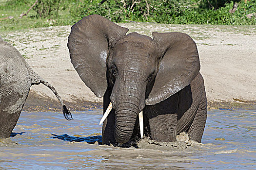 成年,大象,慢,水,宽,看镜头,恩戈罗恩戈罗,保护区,坦桑尼亚