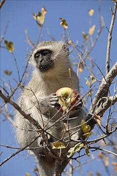 长尾黑颚猴,绿猴,南非