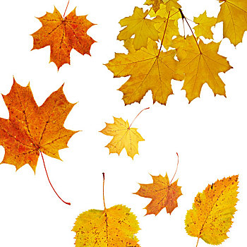 秋天,背景,枫树,季节,设计,聚焦