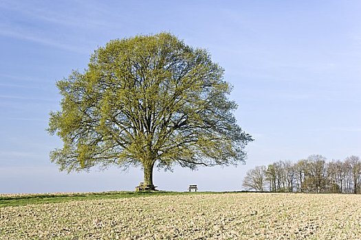 橡树,地点,陆地,北莱茵威斯特伐利亚,德国