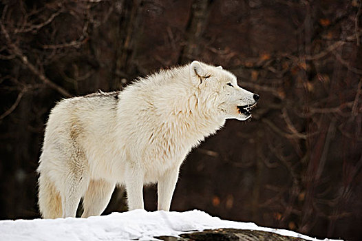 北极狼,极地,狼,白色,站立,积雪,石头,加拿大