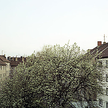 树,春天