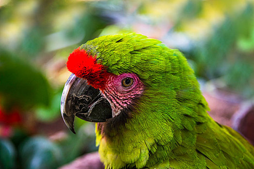 动物,绿色,金刚鹦鹉,鹦鹉,俘获,中美洲